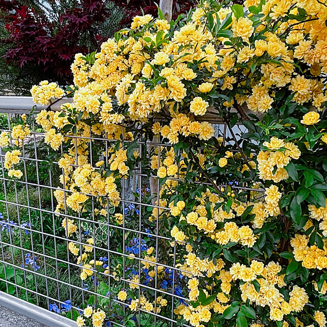 portulacaさんの部屋