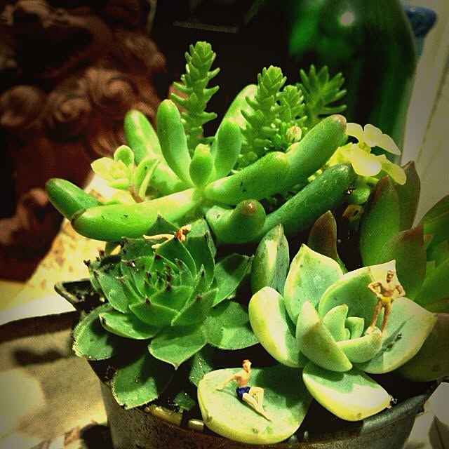 玄関/入り口/植物のインテリア実例 - 2012-10-17 22:09:43