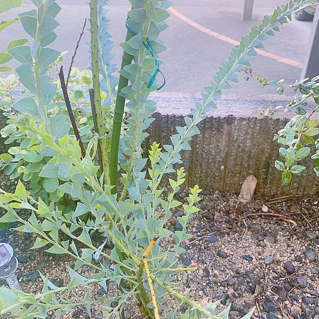 maymamさんの実例写真