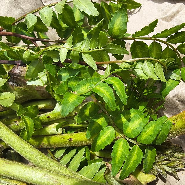 Rubiconさんの部屋