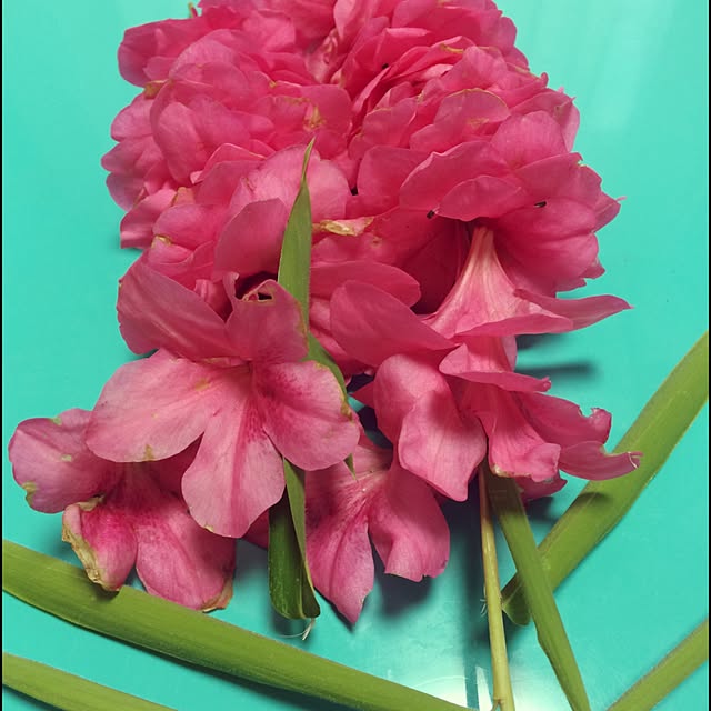 hanamojiさんの実例写真