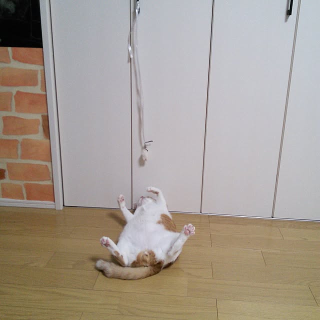 実例写真