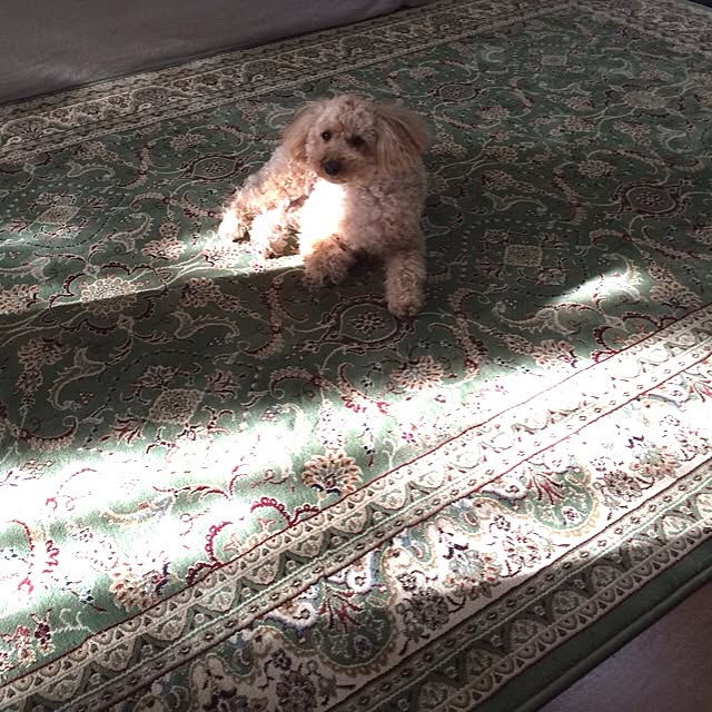ssさんの実例写真