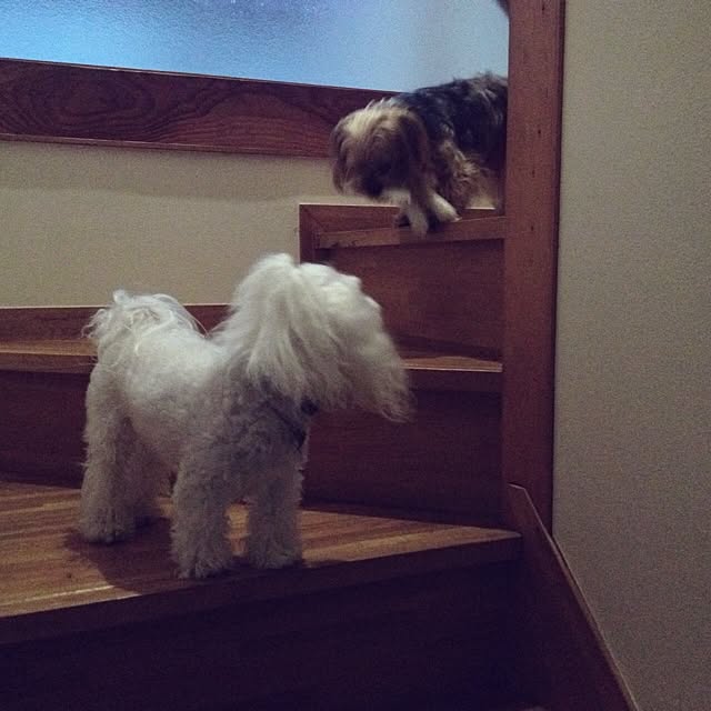 popiさんの実例写真