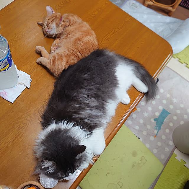shinobuさんの実例写真