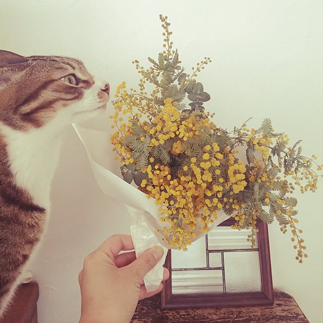 kinacoさんの実例写真