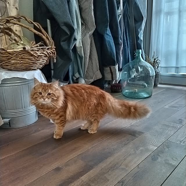 micaさんの実例写真