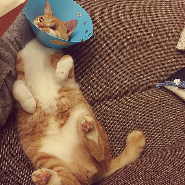shimanekoさんの実例写真