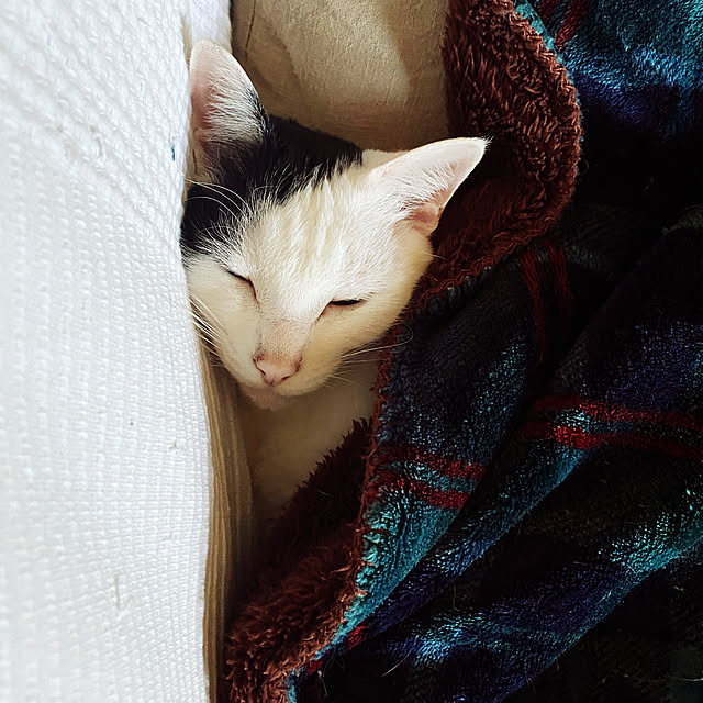 chiさんの実例写真