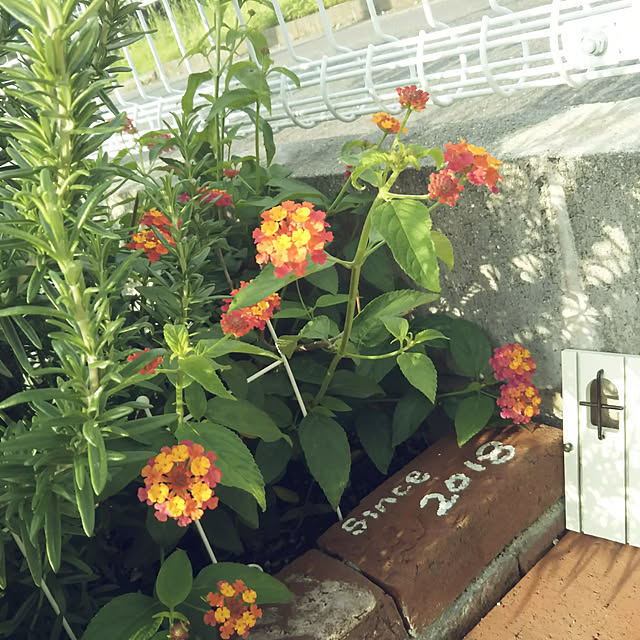 eriponさんの実例写真