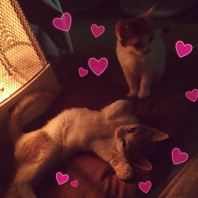 ベッド周り/インテリアじゃなくてごめんなさい/ねこバカ/ねこと暮らす。/ねこのいる日常...などのインテリア実例 - 2016-11-24 23:44:18