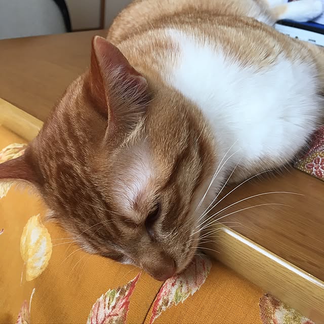 baronkotarouさんの実例写真