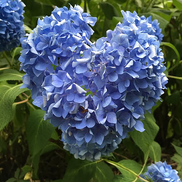 akekuroankoさんの実例写真