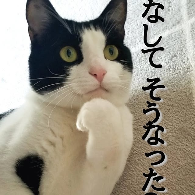 kankanmom_horn_5catsさんの実例写真