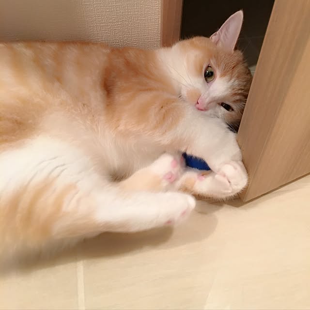 korinkorinさんの実例写真
