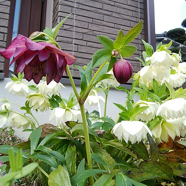 clover2018さんの実例写真