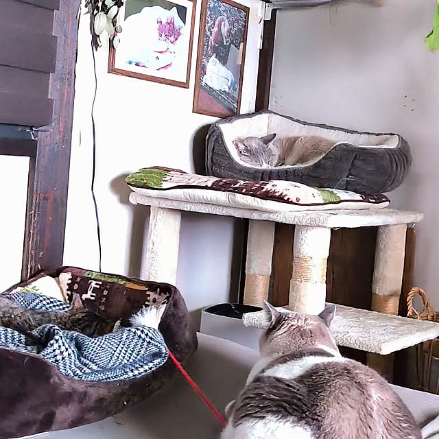 koyutan-mjmさんの部屋