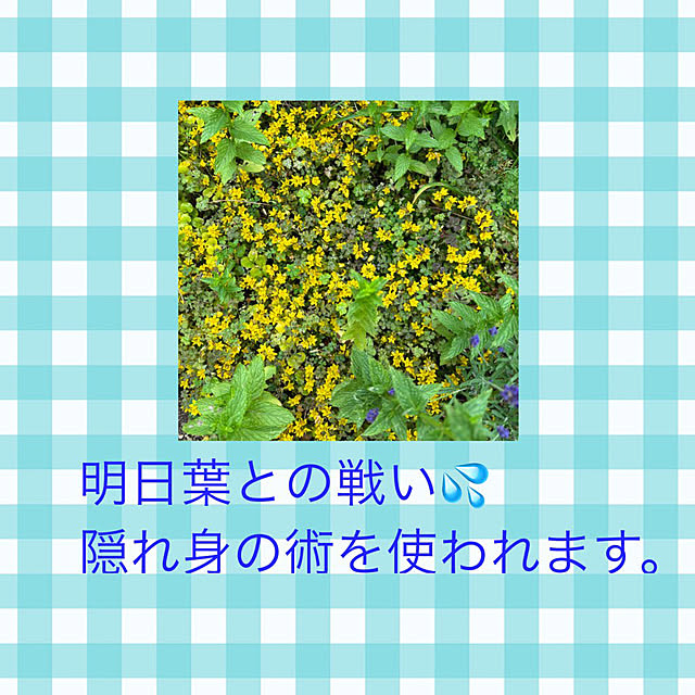 momocchiさんの部屋