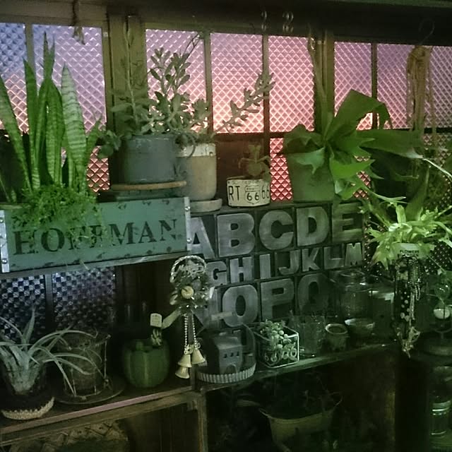 GREENのある暮らし/観葉植物/寄せ植え/ジョイフル本田/多肉寄せ植え...などのインテリア実例 - 2016-11-10 07:25:44
