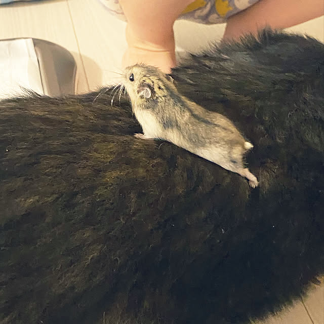 ohanaさんの実例写真