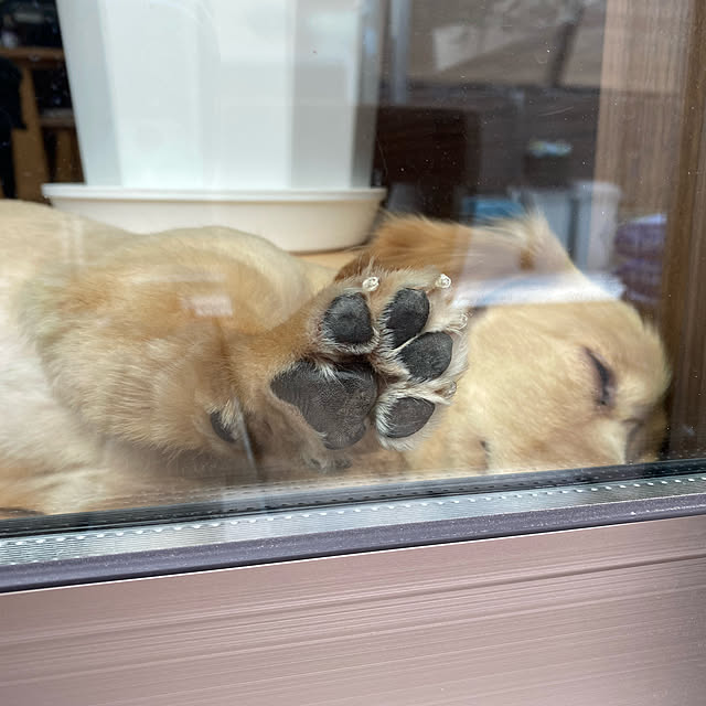 ponponcooさんの実例写真