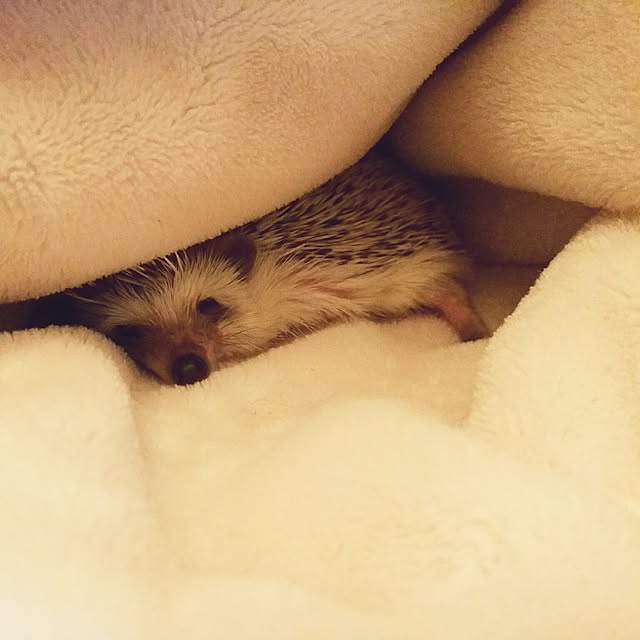 tomominさんの実例写真