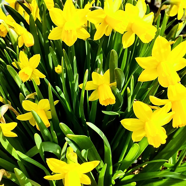 NSDさんの実例写真