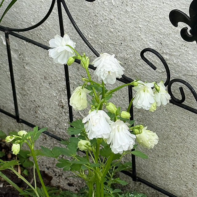 zuccoさんの部屋