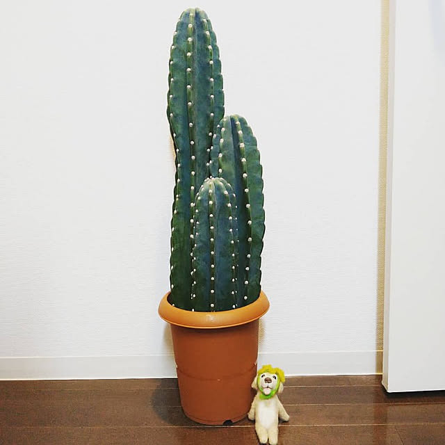 Tomokoさんの実例写真