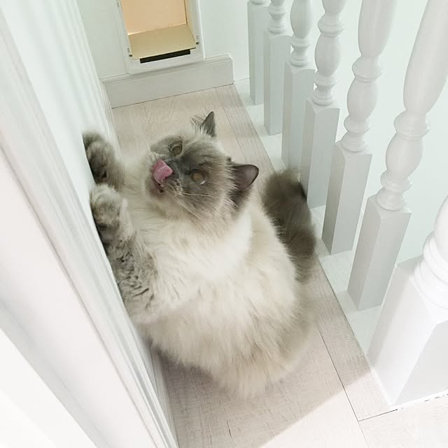 yuchiさんの実例写真
