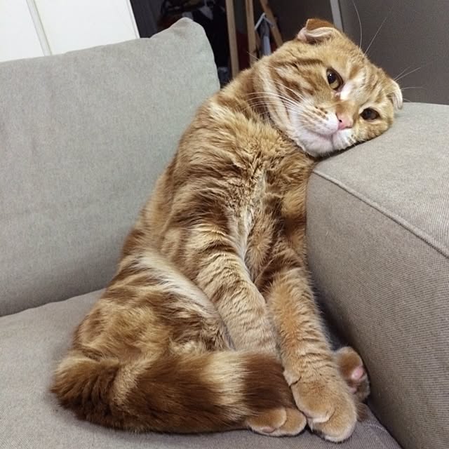 fu-toraさんの実例写真