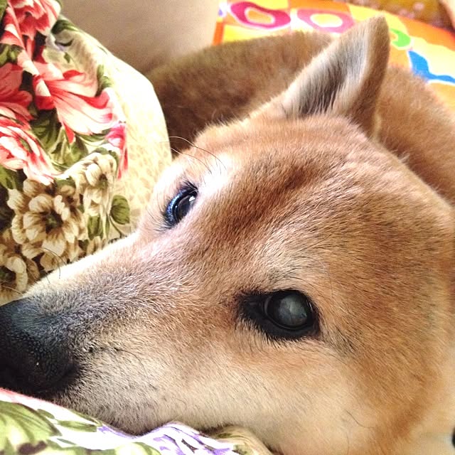 WIENERBOYSさんの実例写真
