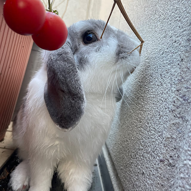 Misaさんの部屋