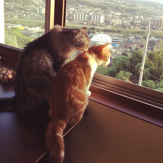 warabi69さんの実例写真