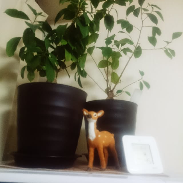 amore.reafさんの実例写真