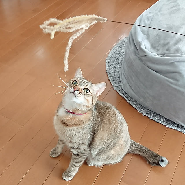 maikyさんの実例写真