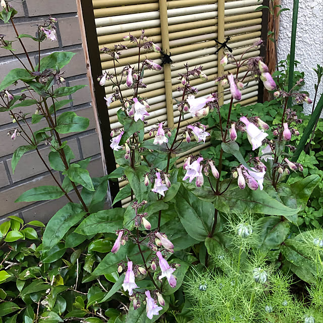 mamizaさんの実例写真