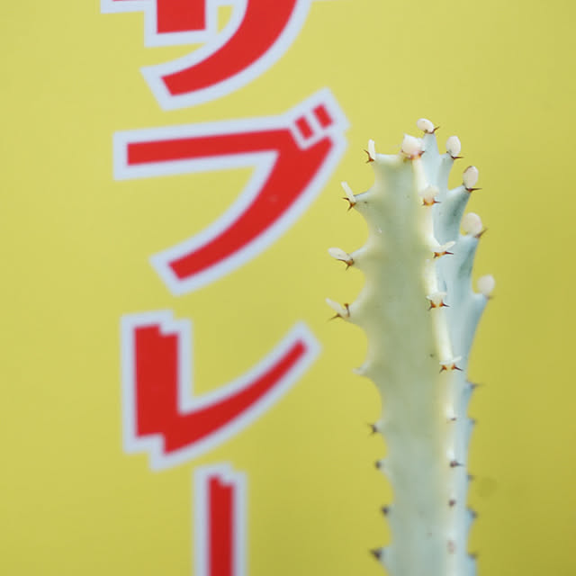 asさんの実例写真