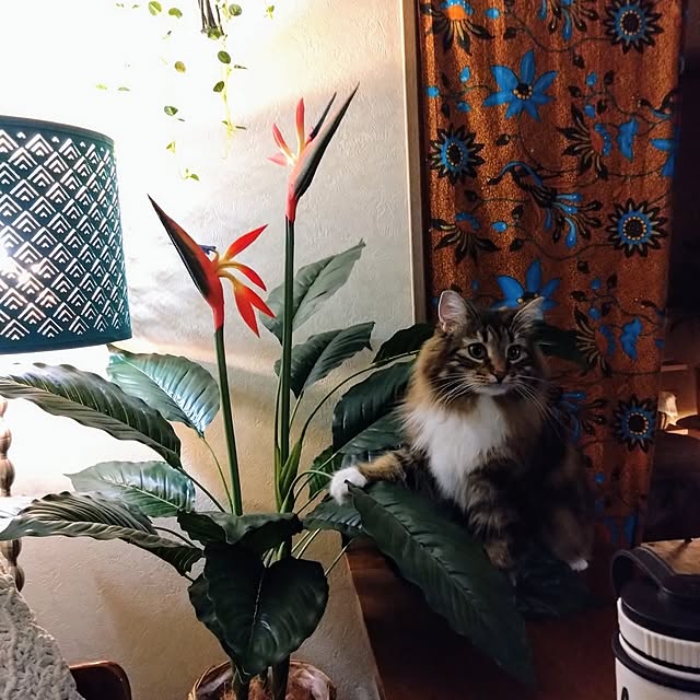 CHIKAさんの部屋