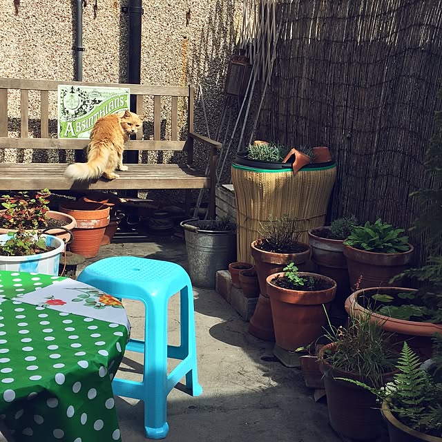 nekohigeさんの実例写真