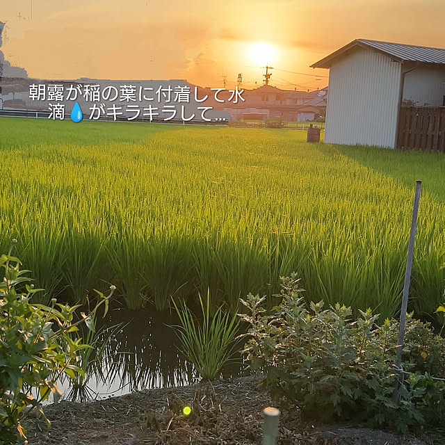 akaidarumaさんの実例写真