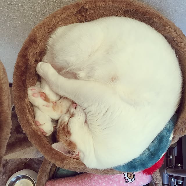 minkokoさんの実例写真
