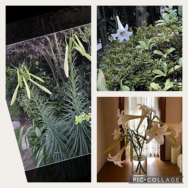 mamizaさんの実例写真