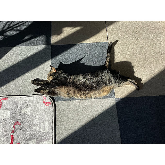 momocchiさんの実例写真