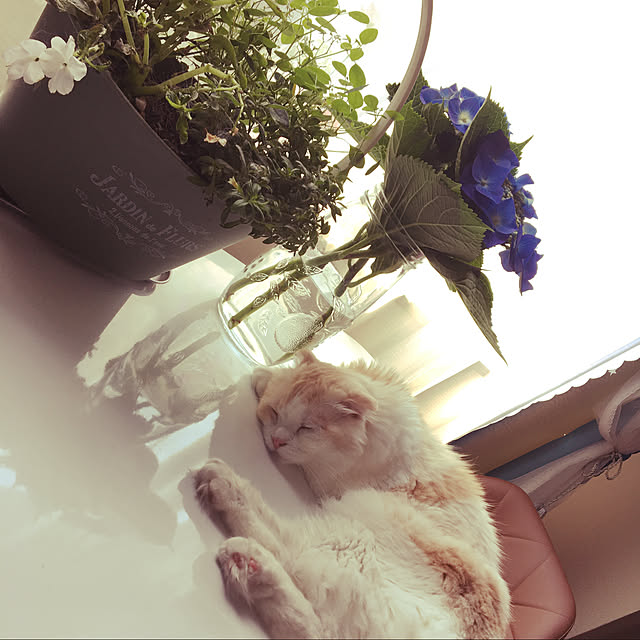mofuchiさんの実例写真