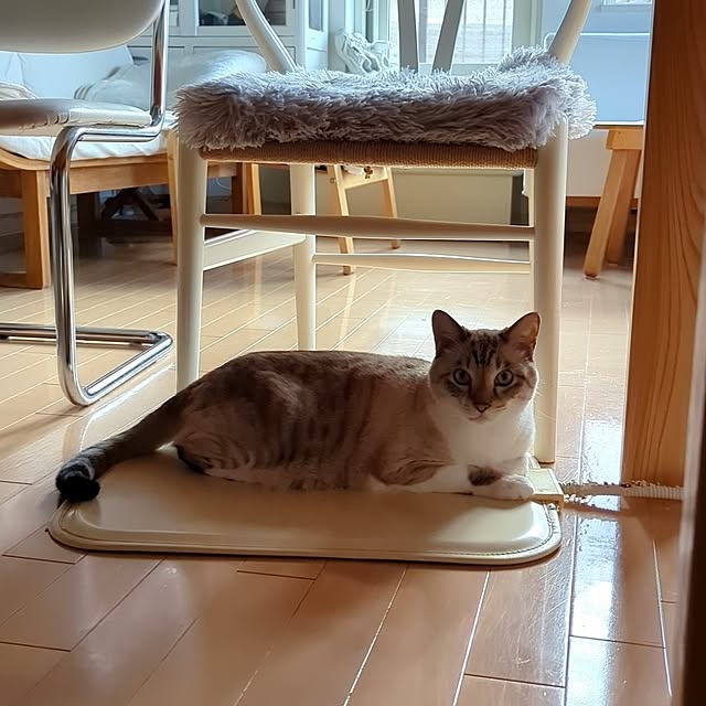ozoさんの実例写真