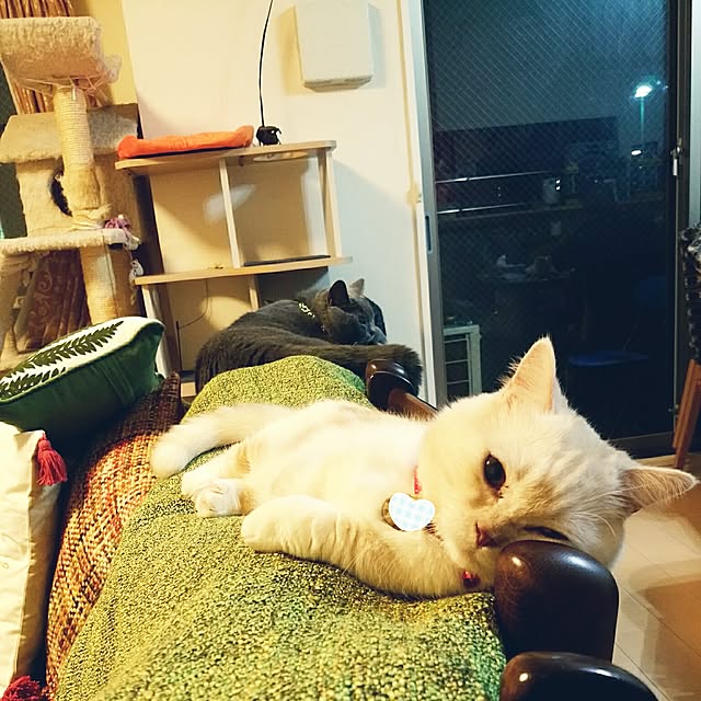 6catsさんの実例写真