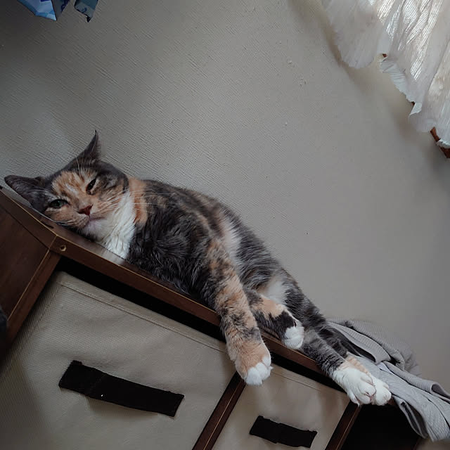 shinobuさんの実例写真