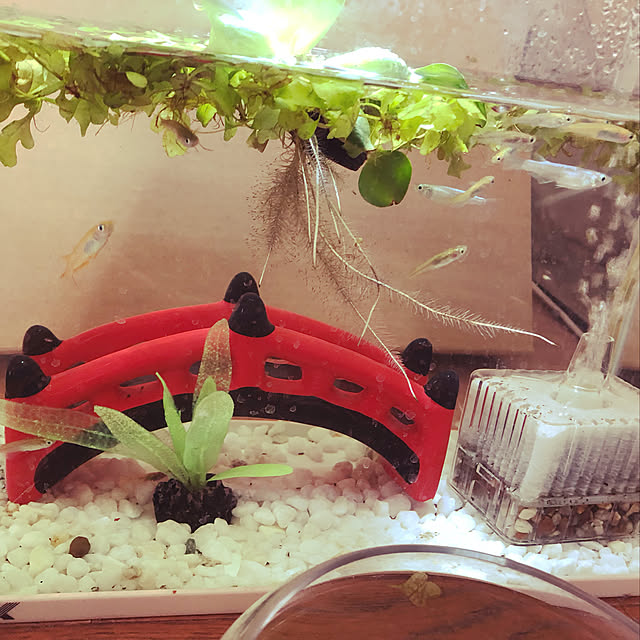 rainさんの実例写真