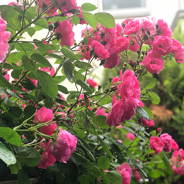 RoseLife5818さんの実例写真